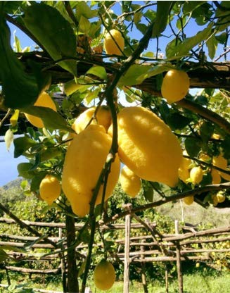 pallini-limoncello-100-cl-al-limone-amalfi-26 image 6
