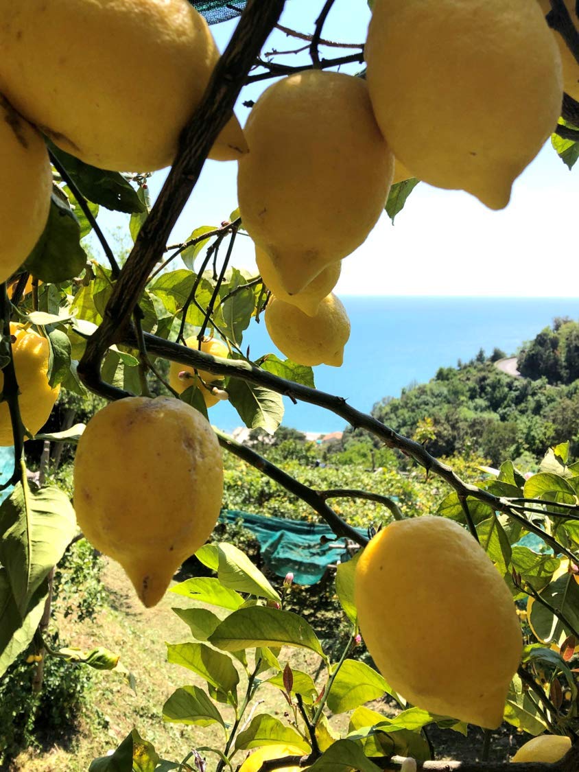 pallini-liquore-di-limoncello-500-ml-limoni-di-amalfi image 3